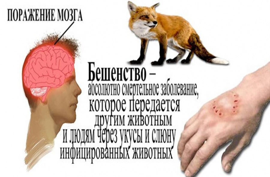 К ВНИМАНИЮ ЖИТЕЛЕЙ!ОСТОРОЖНО БЕШЕНСТВО